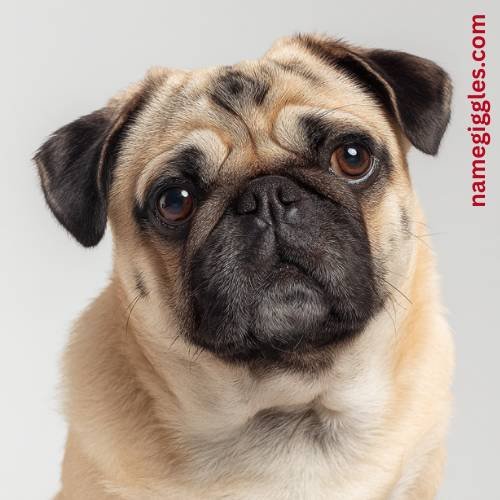 Funny Names for Pet Dogs